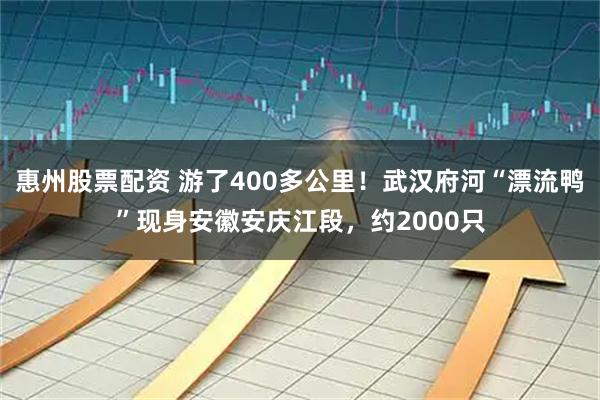 惠州股票配资 游了400多公里！武汉府河“漂流鸭”现身安徽安庆江段，约2000只
